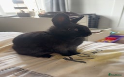Netherland Dwarf rabbits for sale: Bolt  - Advert 1