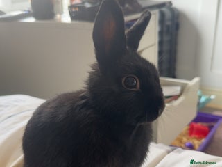 Netherland Dwarf rabbits for sale: Bolt - Advert 1