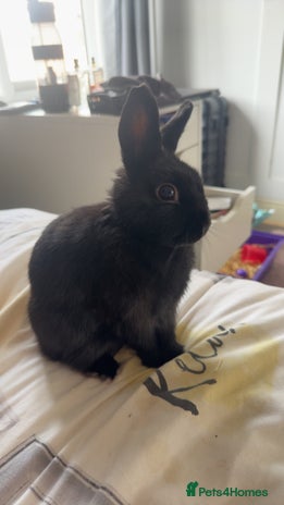 Netherland Dwarf rabbits Bolt - Advert 1