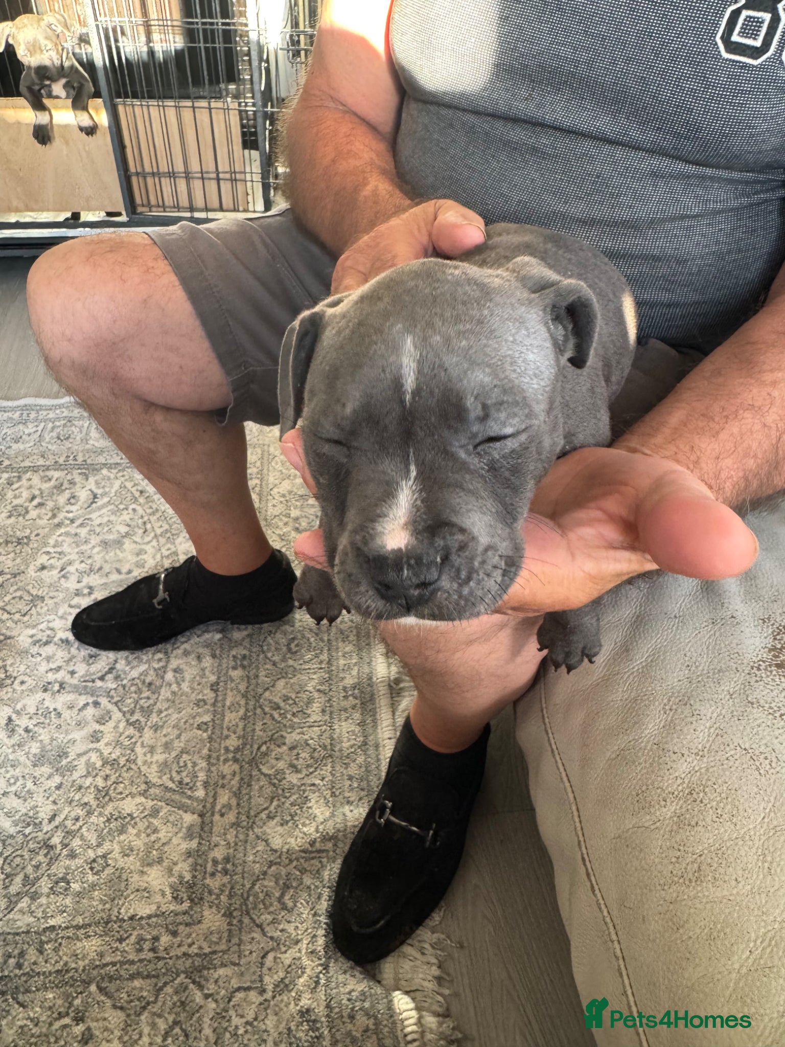 Staffordshire Bull Terrier dogs for sale: staff puppy for sale ready to go  in Cambridge - Advert 17