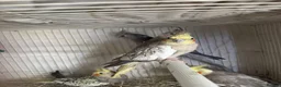 Cockatiels birds for sale: Cockatiels and Budgies birds  in London - Advert 8