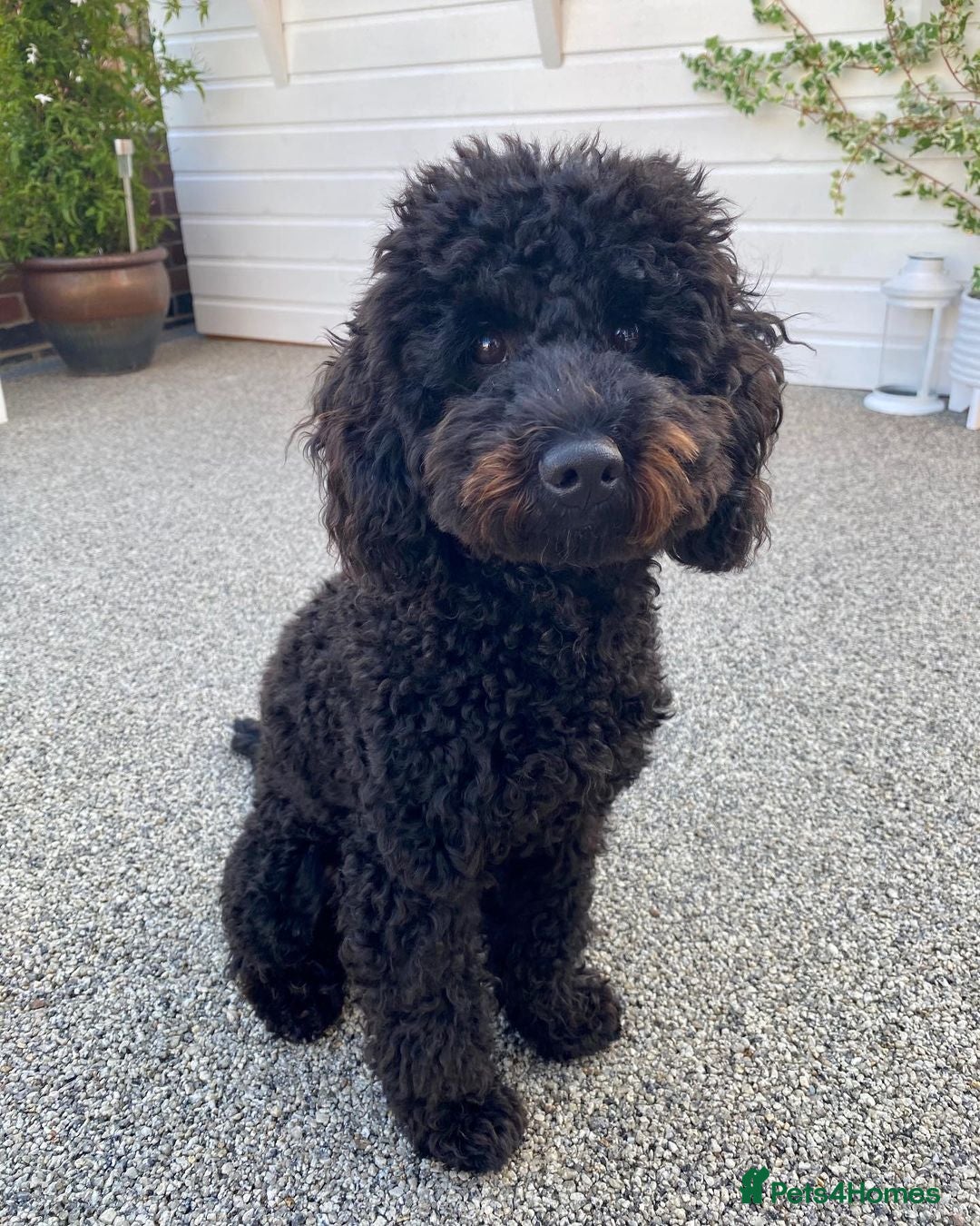 Miniature Poodle dogs Adorable Miniature poodle For Rehome in Altrincham - Advert 1