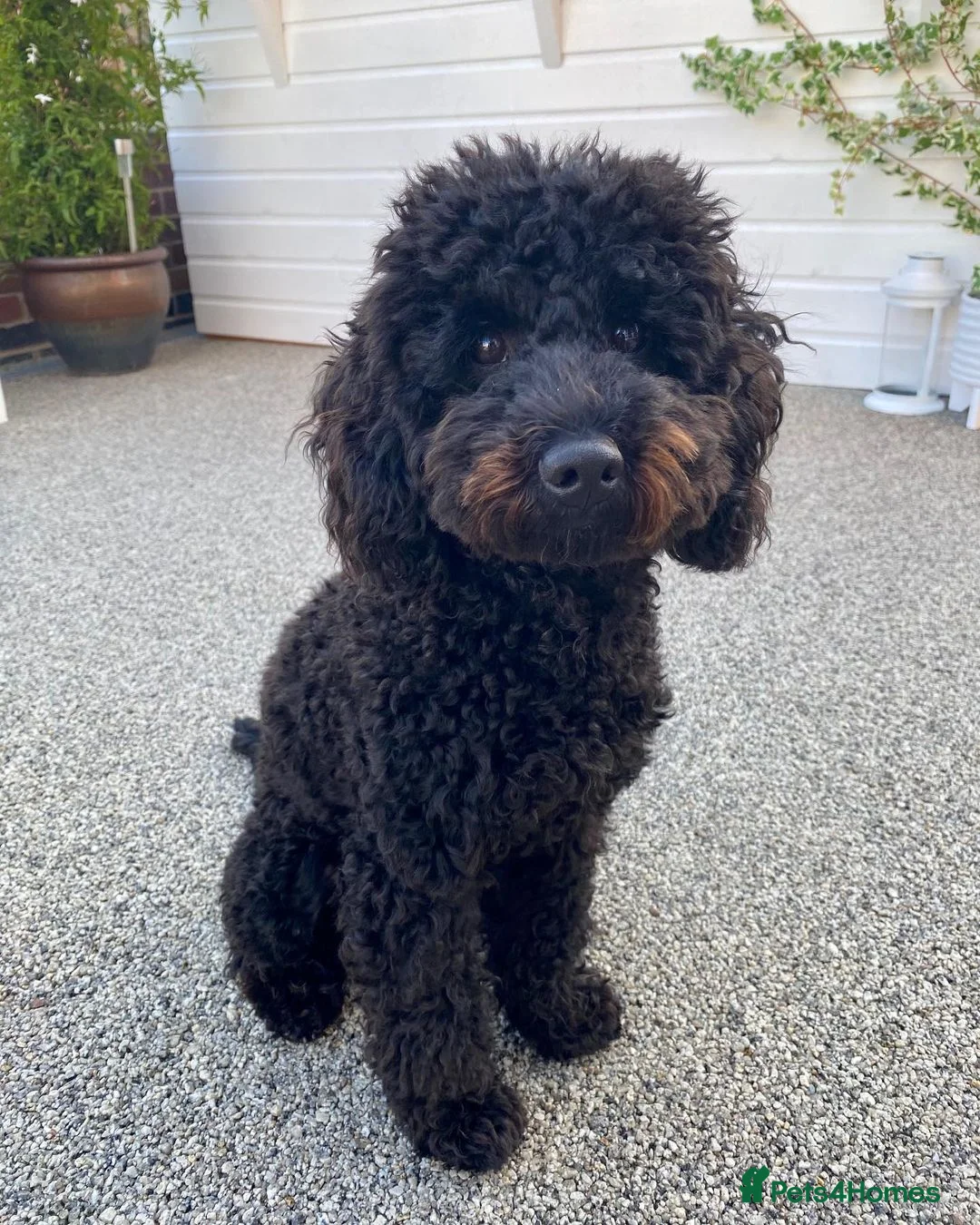 Miniature Poodle dogs for sale: Adorable Miniature poodle For Rehome in Altrincham - Advert 1
