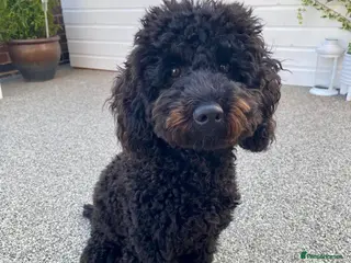 Miniature Poodle dogs Adorable Miniature poodle For Rehome in Altrincham - Advert 2