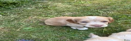 Mixed Breed dogs for sale: Clumber x Puppies  - Advert 21