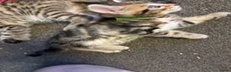 Bengal cats for sale: Beautiful bengal mix British short hair  Mainecoon - Advert 5