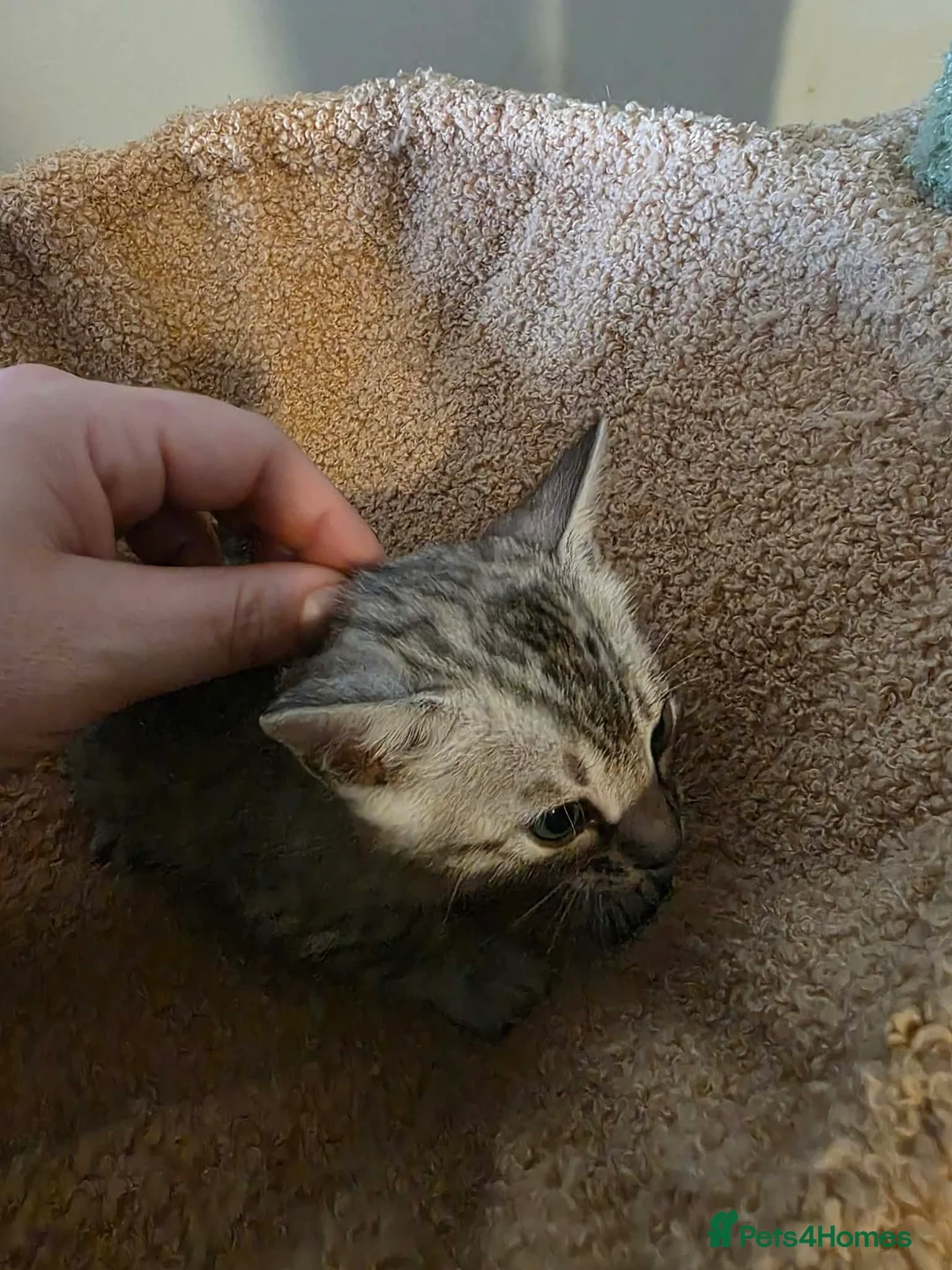 Bengal cats for sale: 💕 beautiful silver bengal kittens💕 - Advert 16