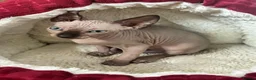 Sphynx cats for sale: Blue eyed beautiful baby kitten  - Advert 6