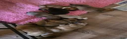 Mixed Breed dogs for sale: English Bull Chows in Basildon - Advert 10