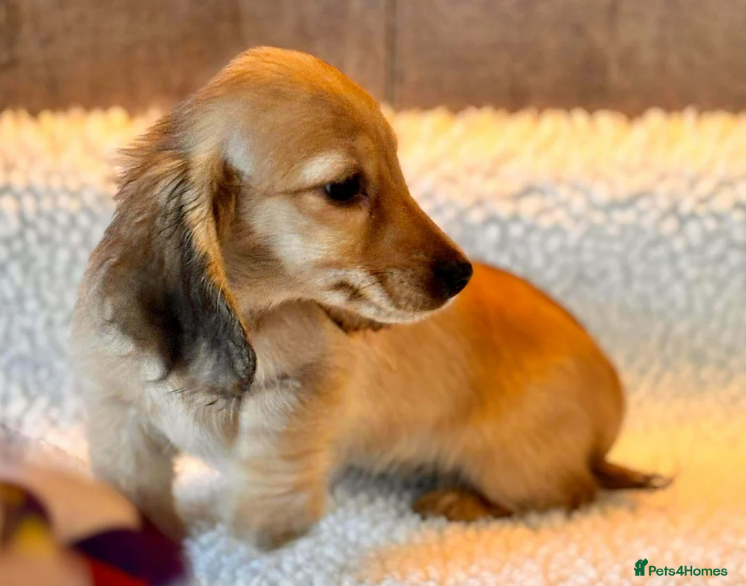 Miniature Dachshund dogs for sale: PRA CLEAR mini longhaired cream boys  - Advert 5