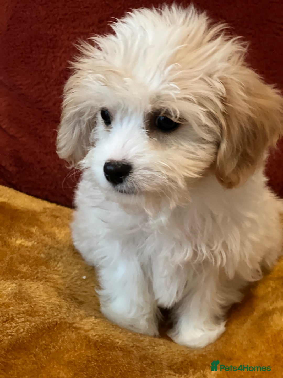 Cavachon dogs for sale: Honey , Cavashon puppy  - Image 3