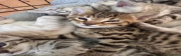 Bengal cats for sale: All bengals reserved - savannah babies available  - Advert 7