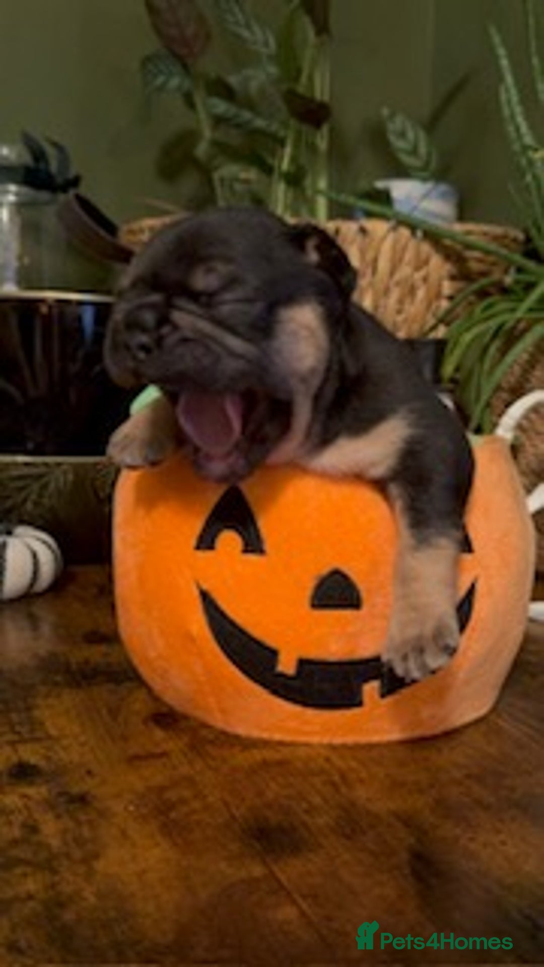 French Bulldog dogs for sale: Exclusive French Bulldog Puppies - Image 15