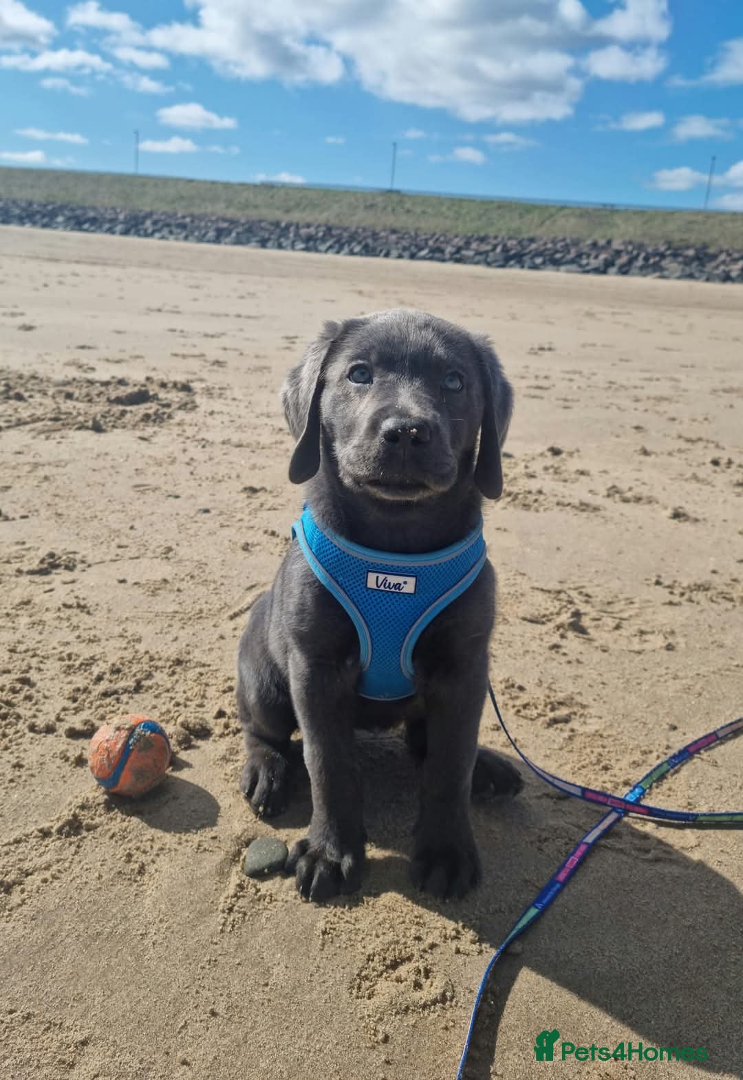 Labrador Retriever dogs for sale: Health Tested KC Registered Labradors - Image 9
