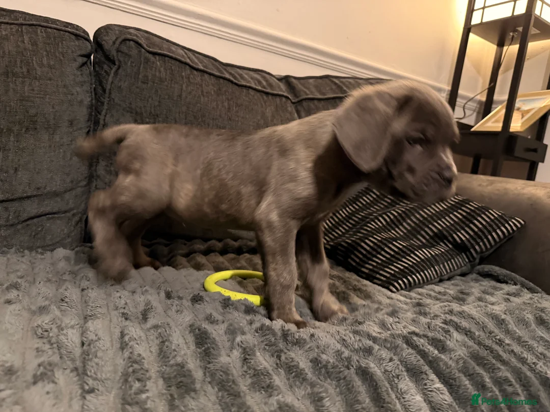 Cane Corso dogs for sale: Blue/lilac cane corsos  - Advert 13