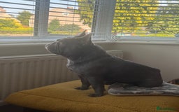 French Bulldog dogs for sale: French bulldog male  - Image 10