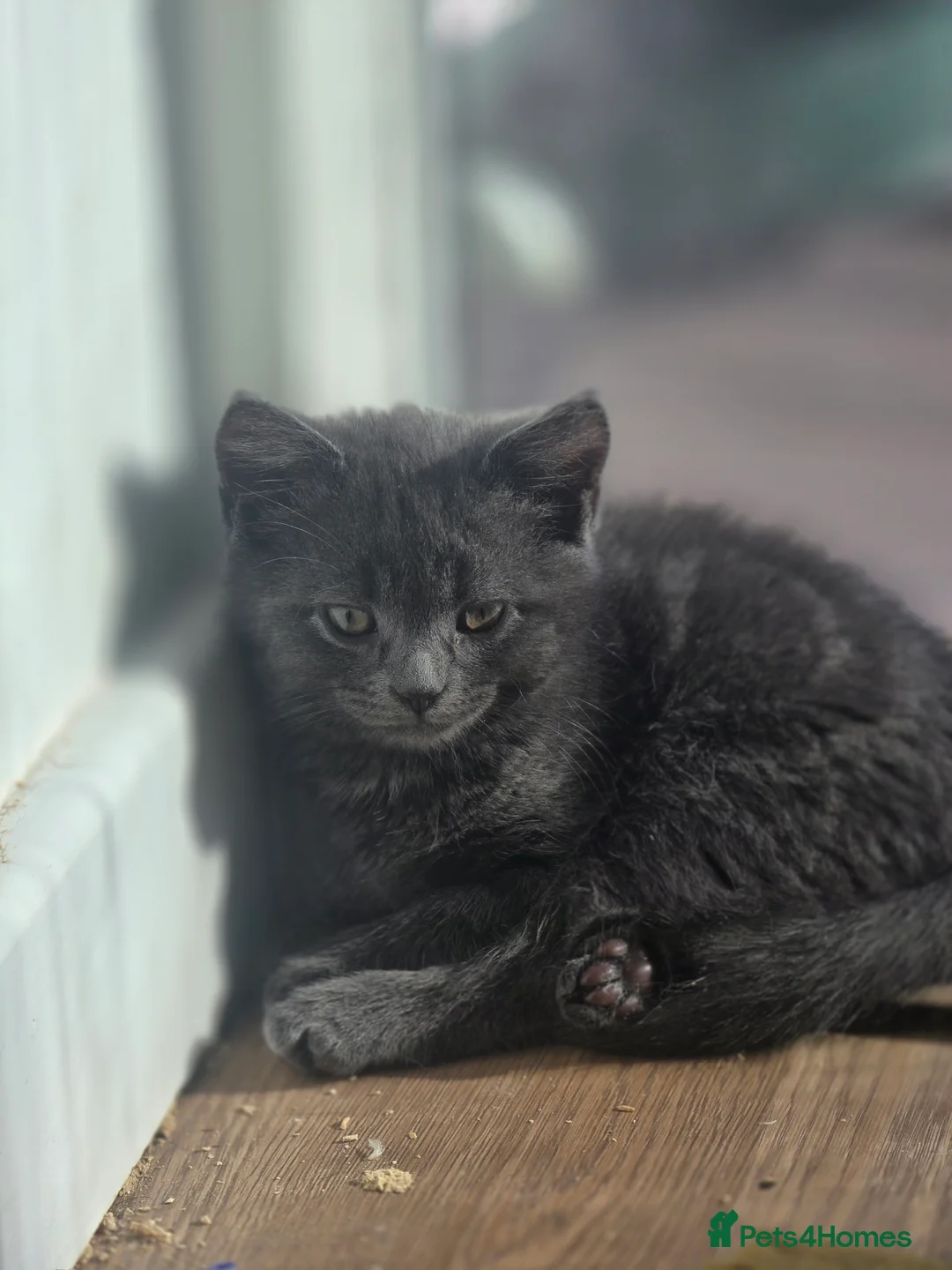 Turkish Angora cats for sale: Adorable kittens looking to be rehomed. in Barking - Advert 2