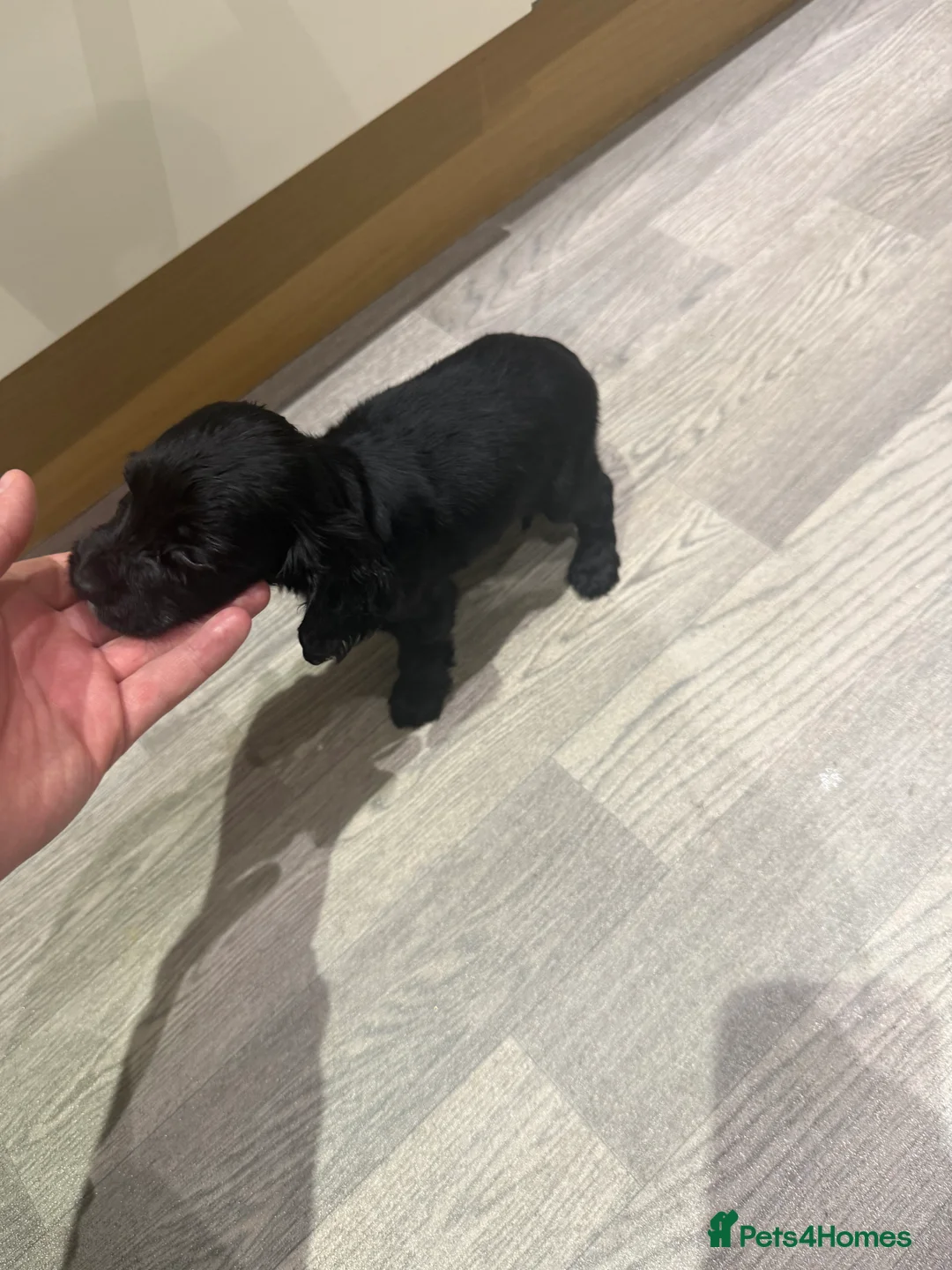 Cocker Spaniel dogs for sale: Working type Cocker spaniel - Advert 2