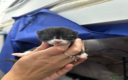 British Shorthair cats for sale: 3 female and 2 male kittens for sale - Image 3