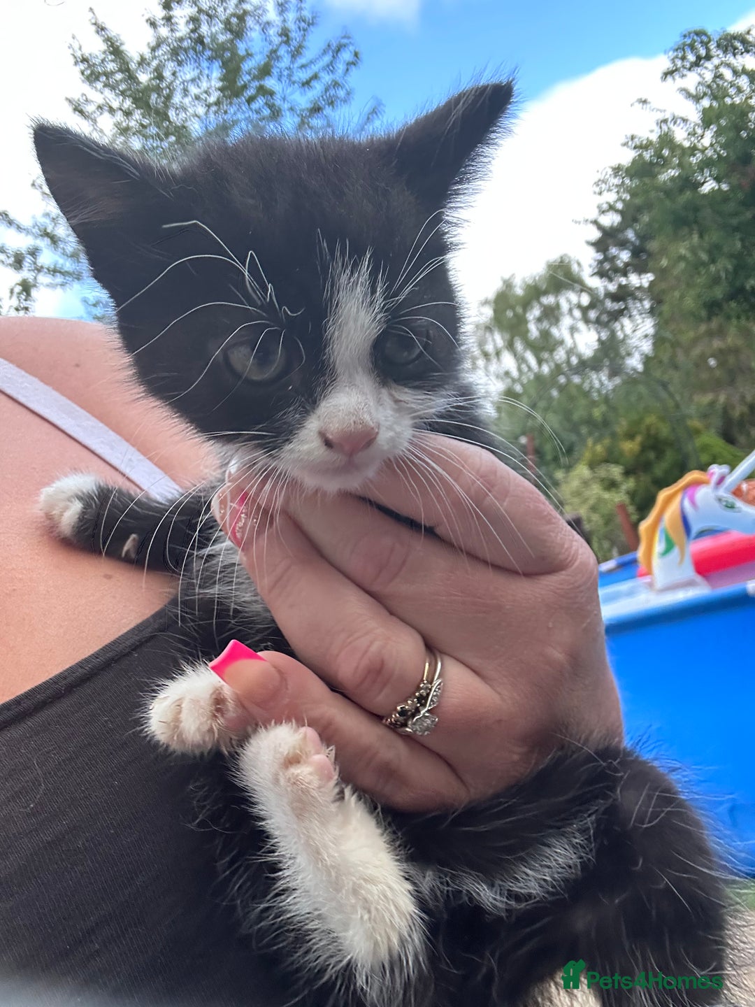 Mixed Breed cats for sale: 3 kittens looking for loving homes ! Ready now !! - Image 1