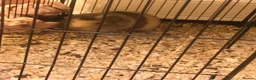 Guinea Pig rodents for sale: Male guinea pig  in Newtown - Advert 2
