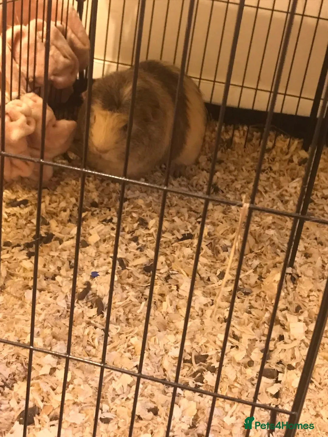 Guinea Pig rodents for sale: Male guinea pig  in Newtown - Advert 2