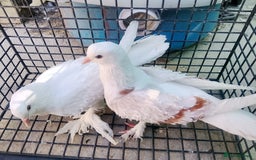 Pigeons birds for sale: Pigeon and chicken for sale - Image 17