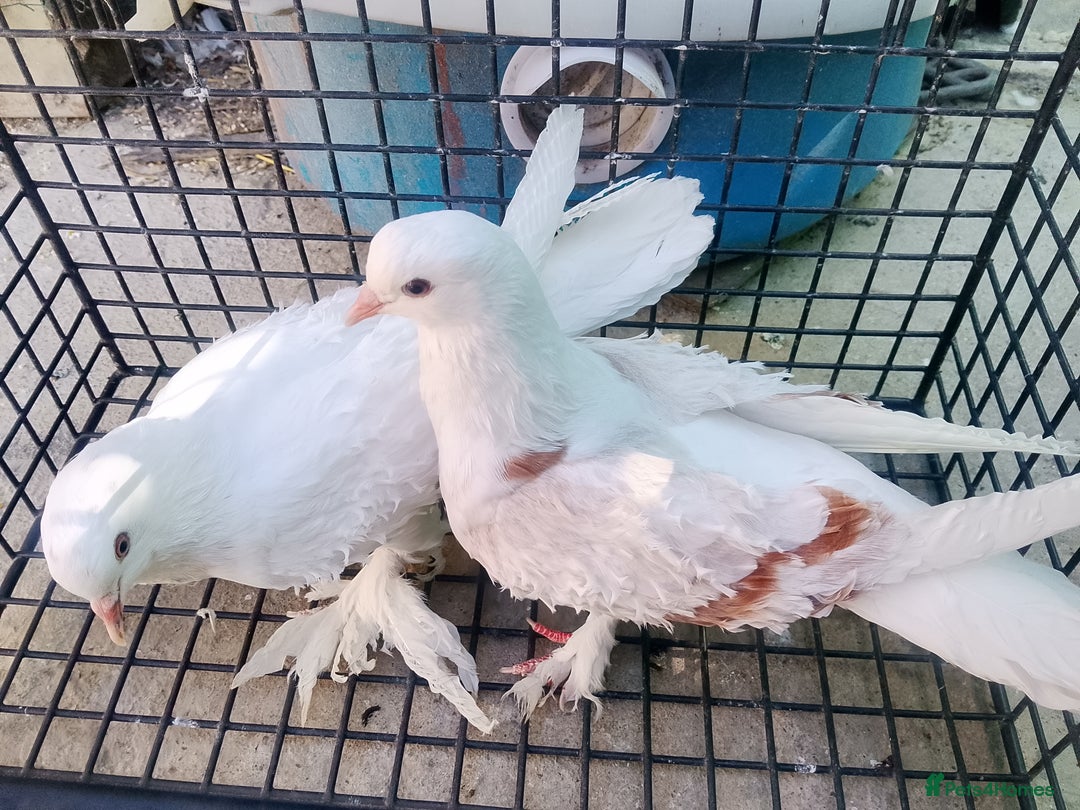Pigeons birds for sale: Pigeon and chicken for sale - Image 17