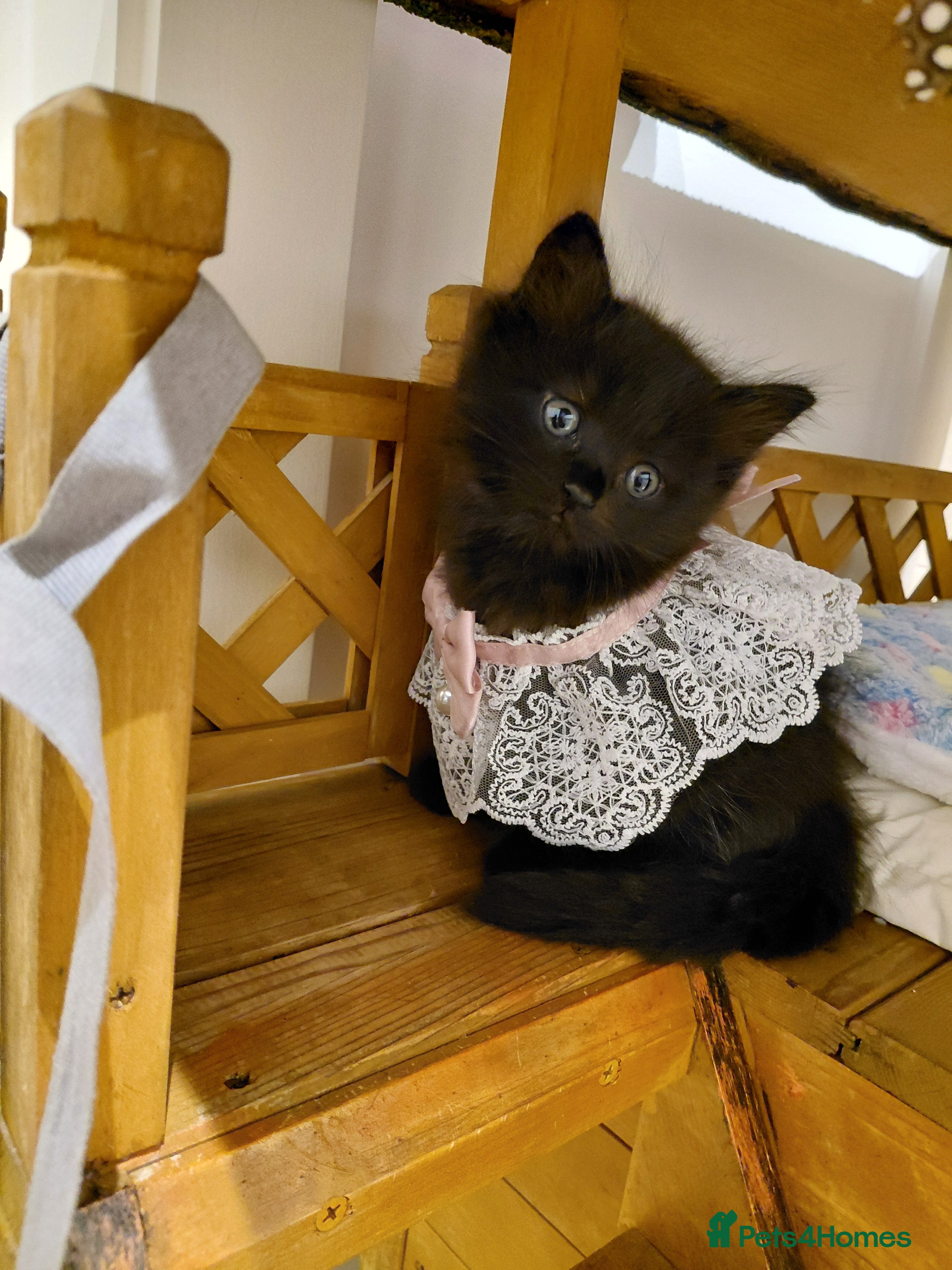 Mixed Breed cats Adorable mixed x russian blue x ragdoll - Advert 11