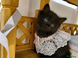 Mixed Breed cats Adorable mixed x russian blue x ragdoll - Advert 13