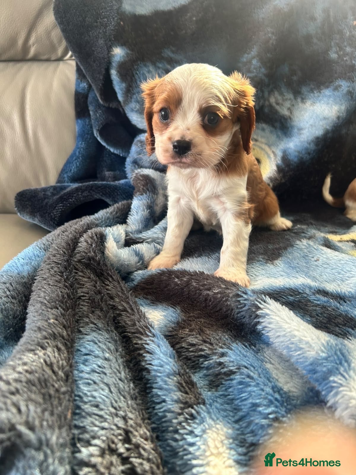 Cavalier King Charles Spaniel dogs Adorable King Charles pups just one boy left ! - Advert 1