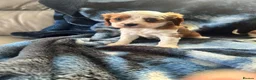 Cavalier King Charles Spaniel dogs for sale: Adorable King Charles pups - Advert 5
