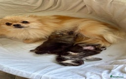 Pomeranian dogs for sale: Luxurious Tiny Pomeranian Puppies - Image 13