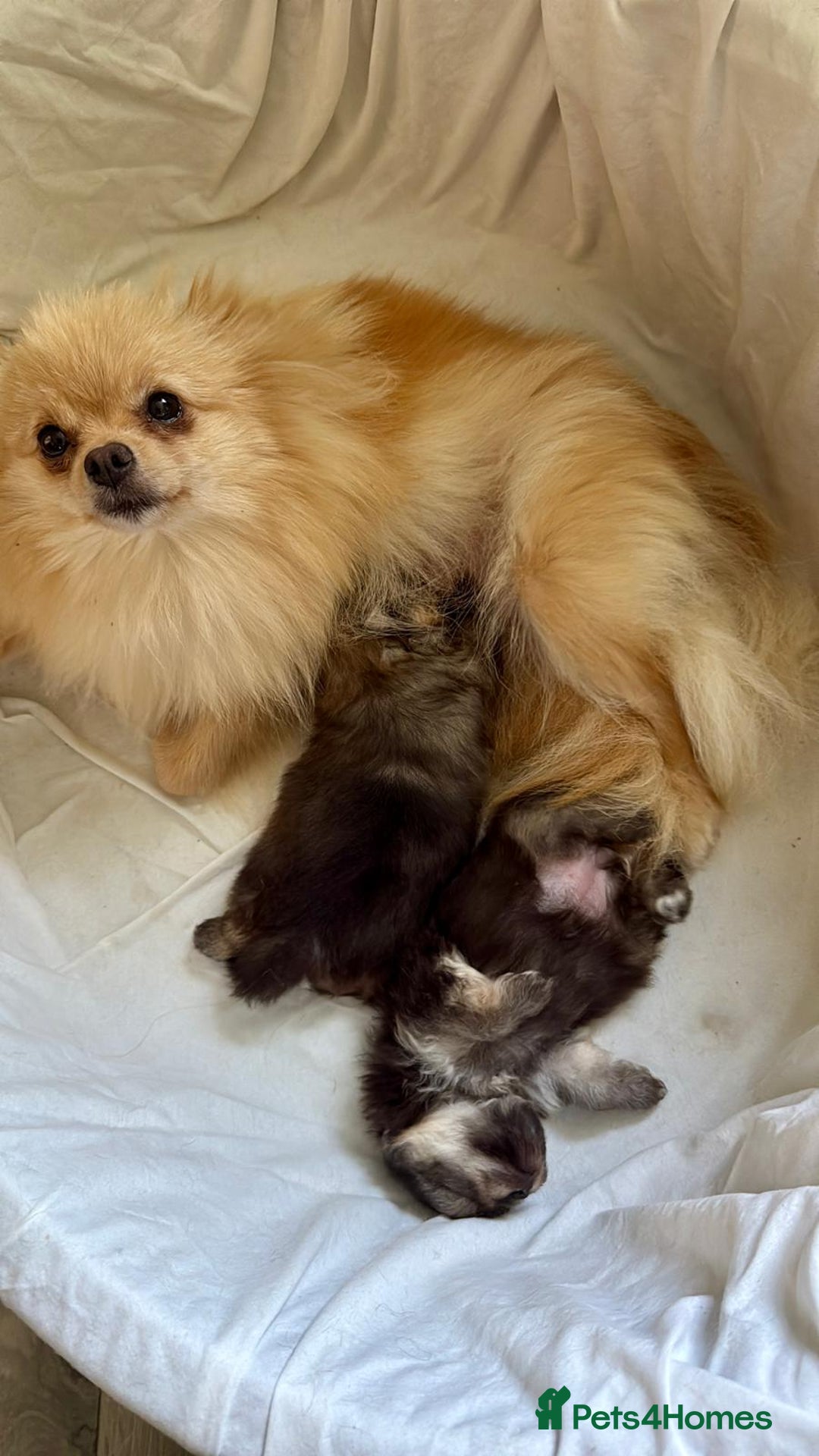 Pomeranian dogs for sale: Luxurious Tiny Pomeranian Puppies - Image 13