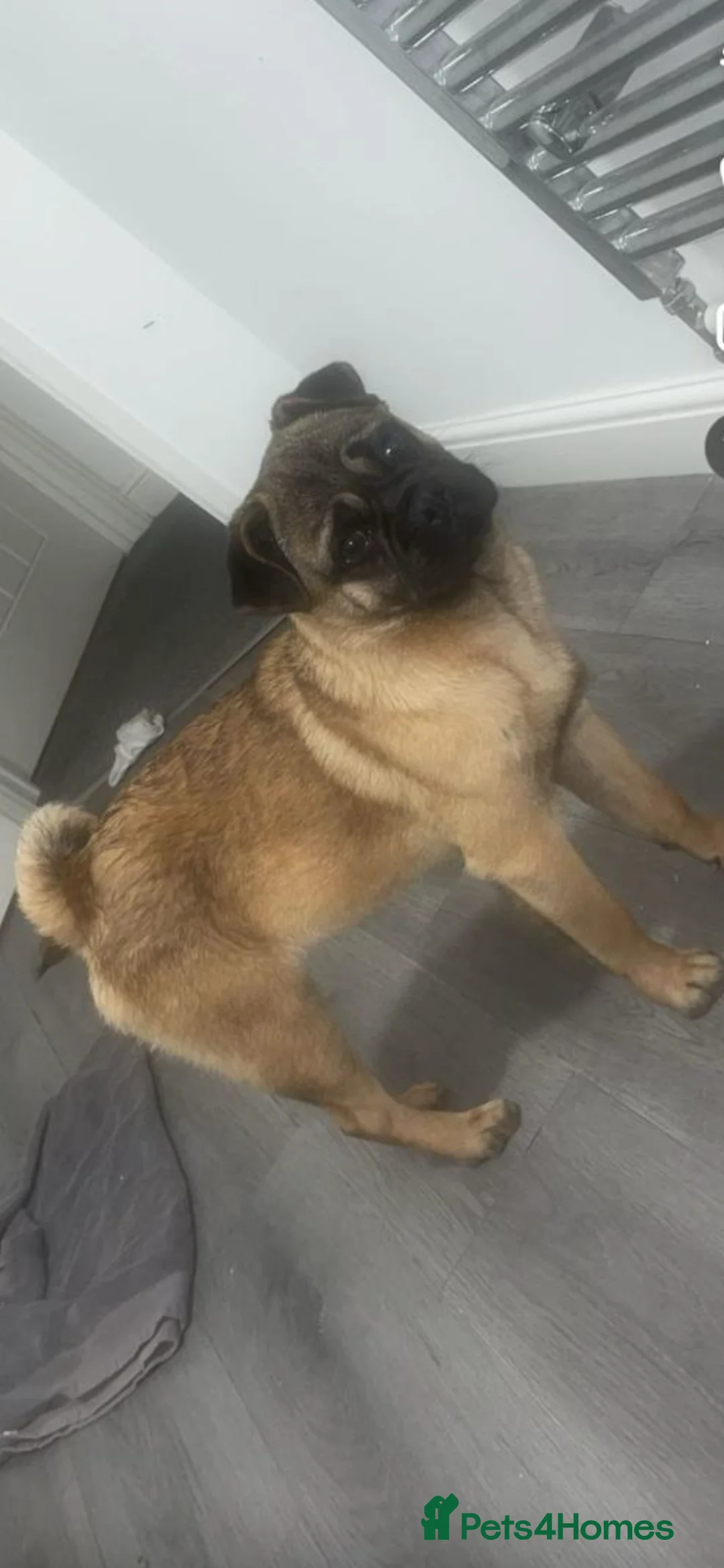 Mixed Breed dogs for sale: Pug for rehoming ASAP - Advert 2