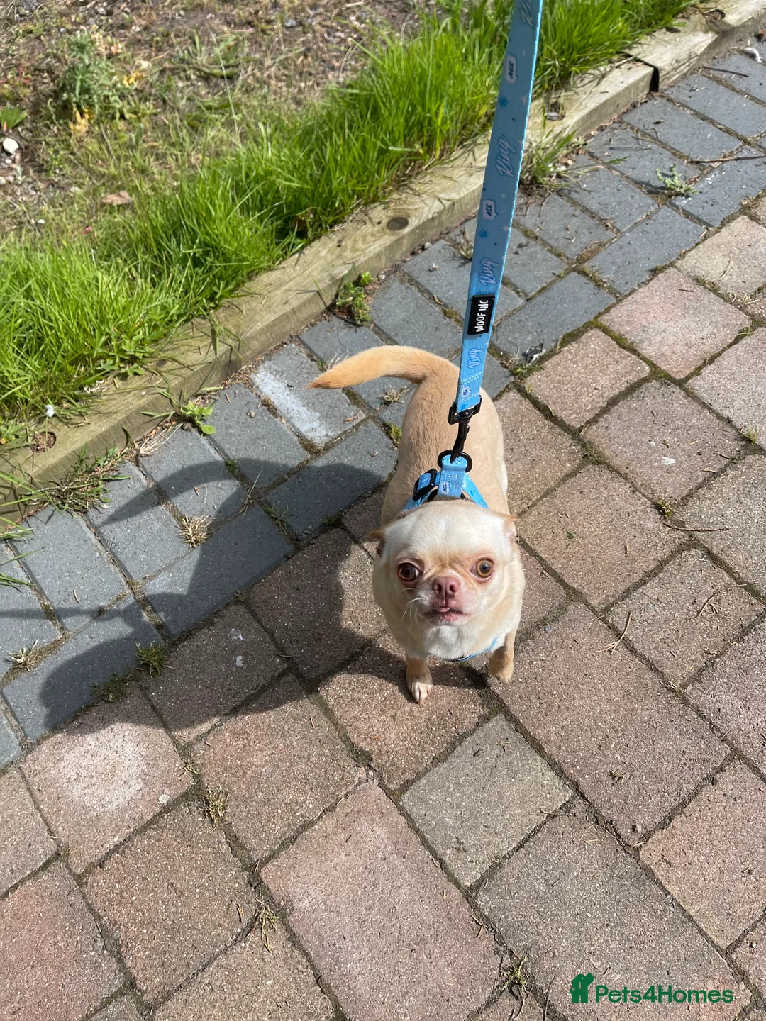 Chihuahua dogs for stud: STUNNING CREAM SMOOTH COAT CHIHUAHUA OPEN AT STUD in Grays - Advert 9