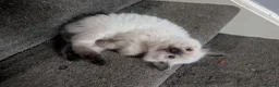 Mixed Breed cats for sale: Beautiful mixed breed Kittens  - Advert 10
