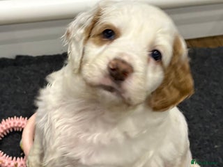 Clumber Spaniel dogs Clumber x puppies ready to leave 23/12/25 - Advert 4