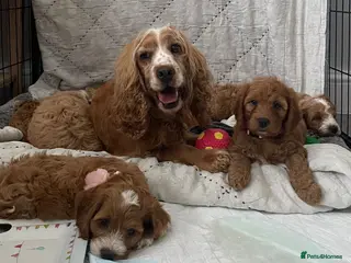 Cockapoo dogs AMAZING HEALTH CLEAR F1 COCKAPOO - Advert 6