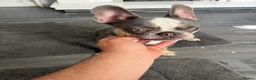 Mixed Breed dogs for sale: Dashhound cross French bulldog in Kidderminster - Advert 2