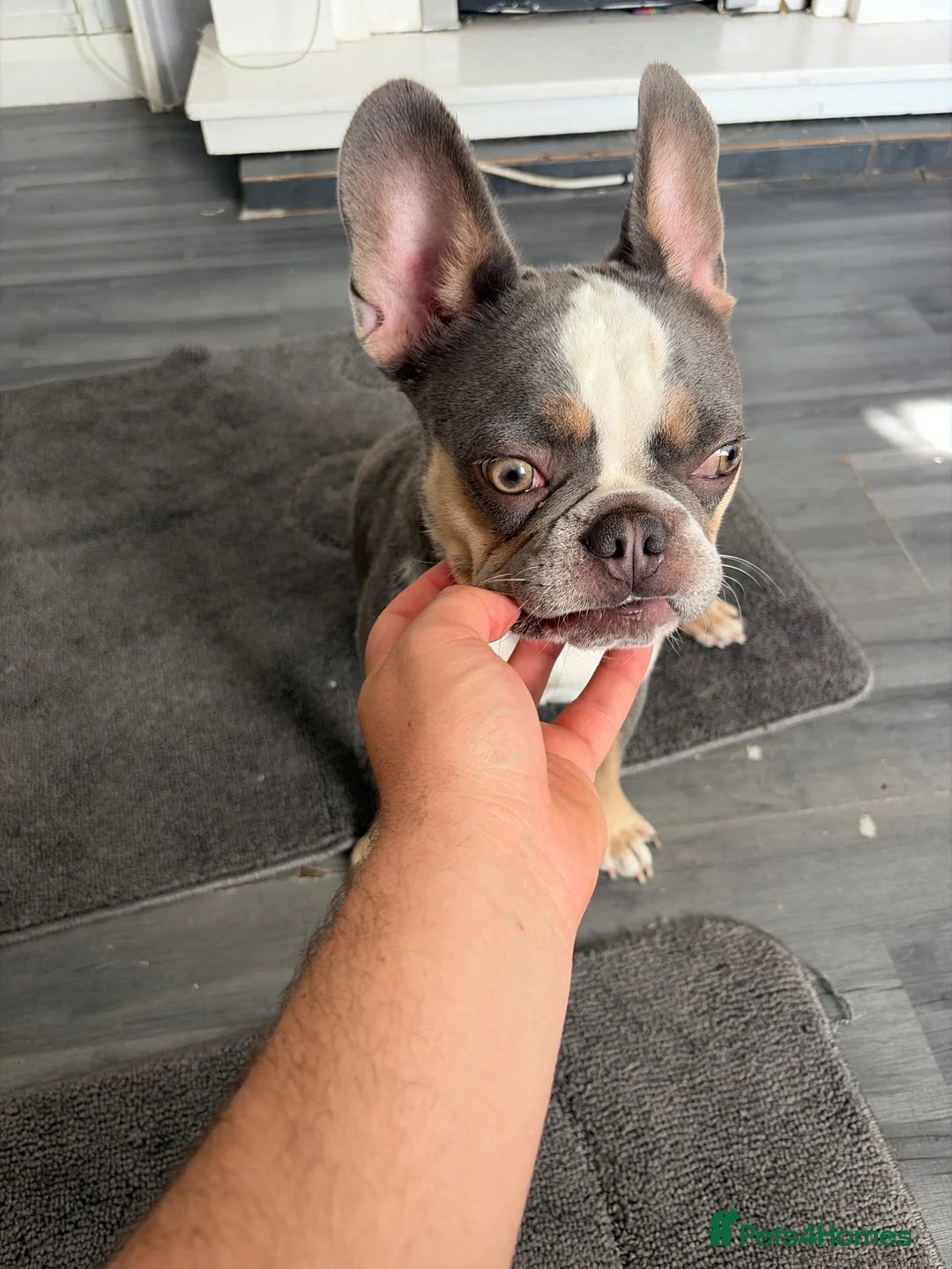 Mixed Breed dogs for sale: Dashhound cross French bulldog in Kidderminster - Advert 2