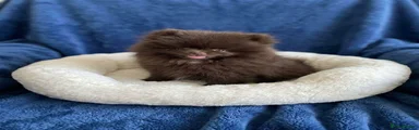Pomeranian 1