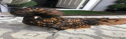Mixed Breed poultry for sale: Polish/silkie chicks - Advert 6