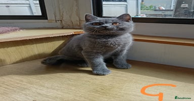 British Shorthair cats - Advert 15