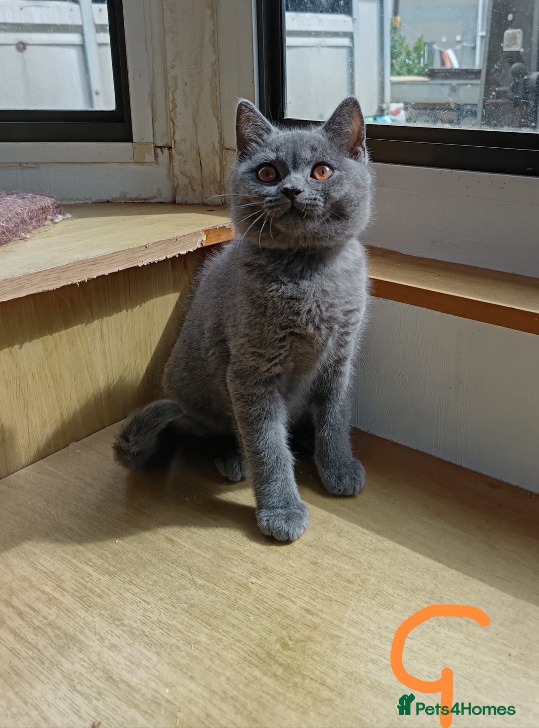 British Shorthair cats for sale: British Shorthaired Blue X kittens  - Image 2