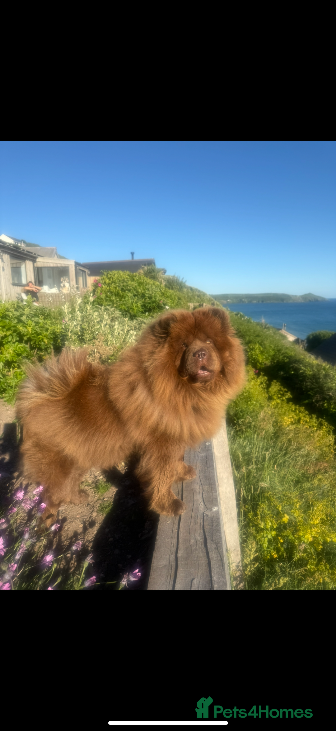 Chow Chow dogs for sale: Beautiful chow litter KC registered 🧬💜🍫 - Advert 16