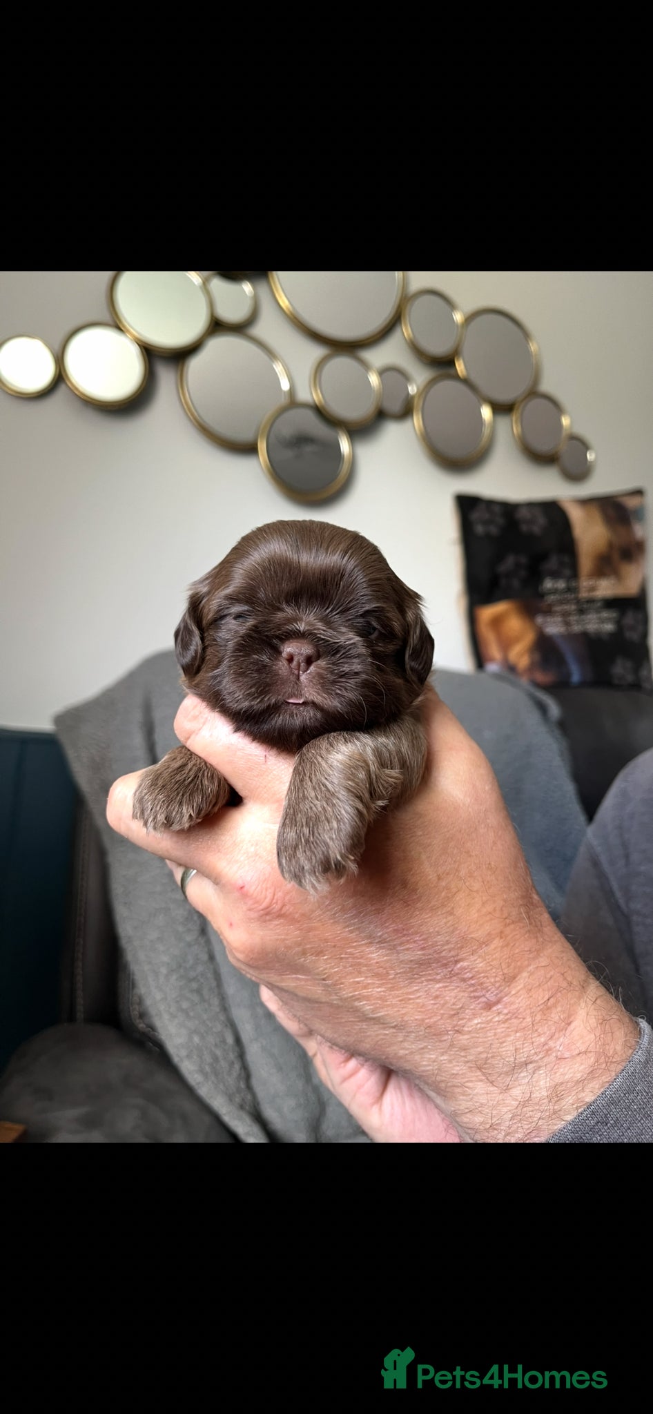 Shih Tzu dogs for sale: Gorgeous shitzu puppies in Lydney - Advert 6