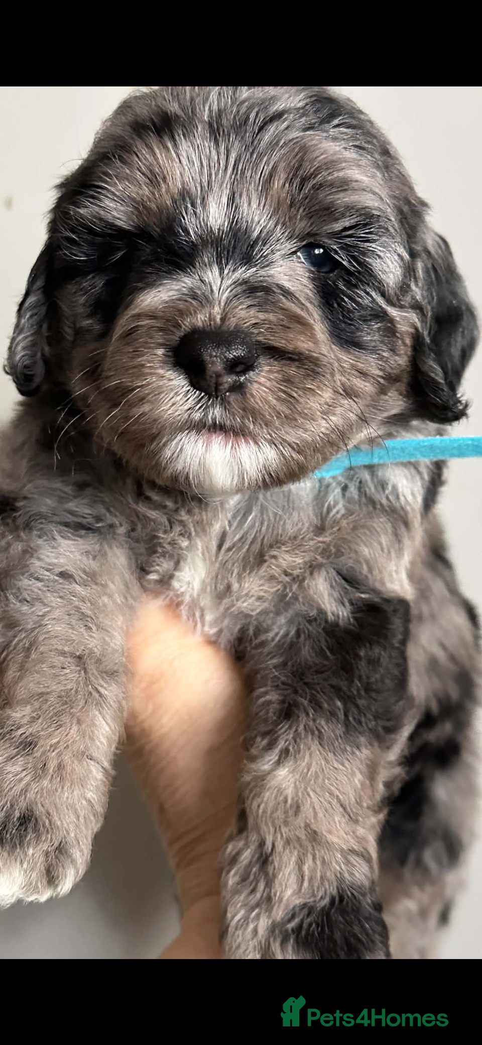 Sheepadoodle dogs Unique miniature sheepadoodles - Advert 15