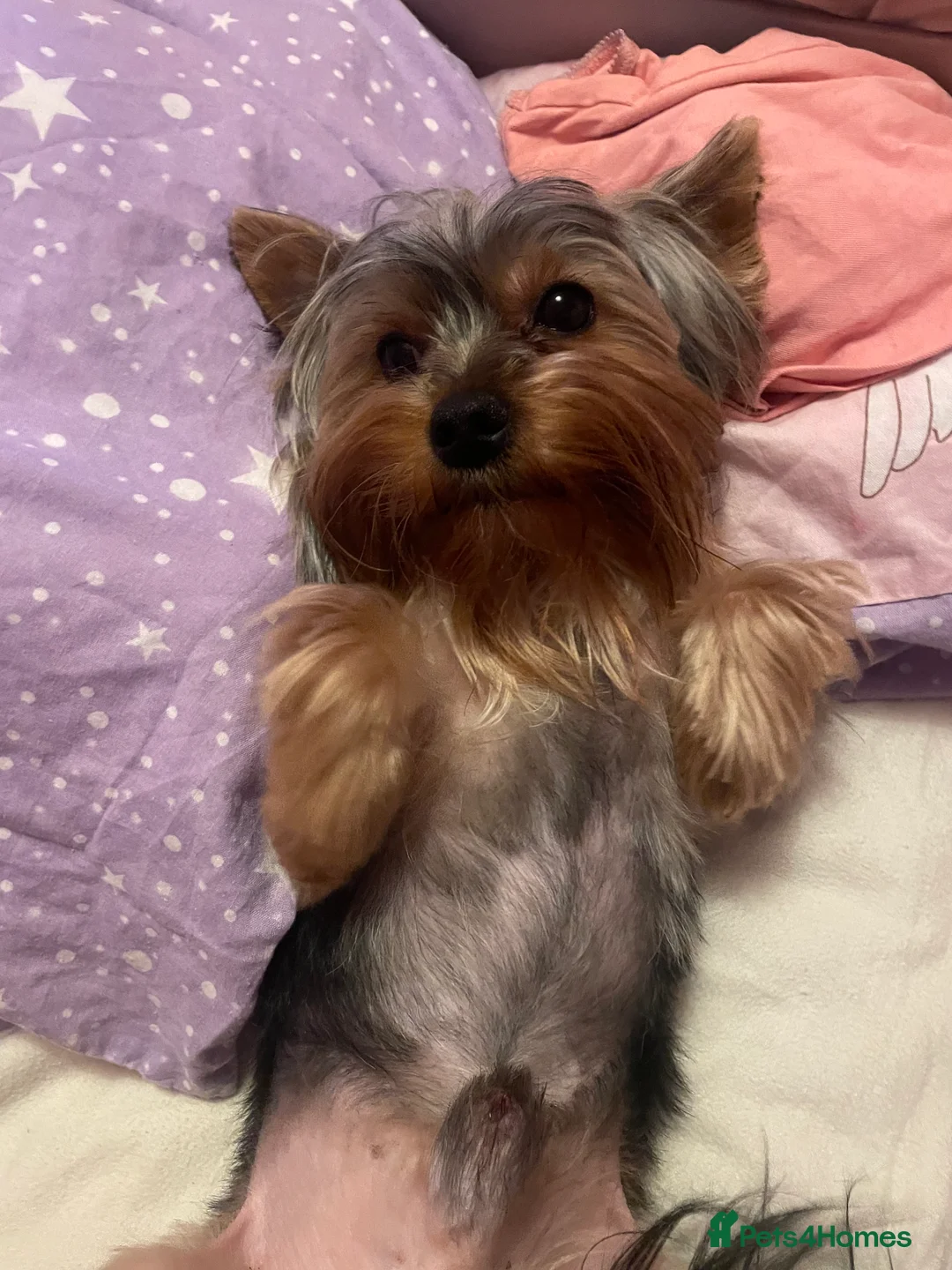 Yorkshire Terrier dogs for stud: -!!STUD TINY YORKIE BOY!!- in Dudley - Advert 3