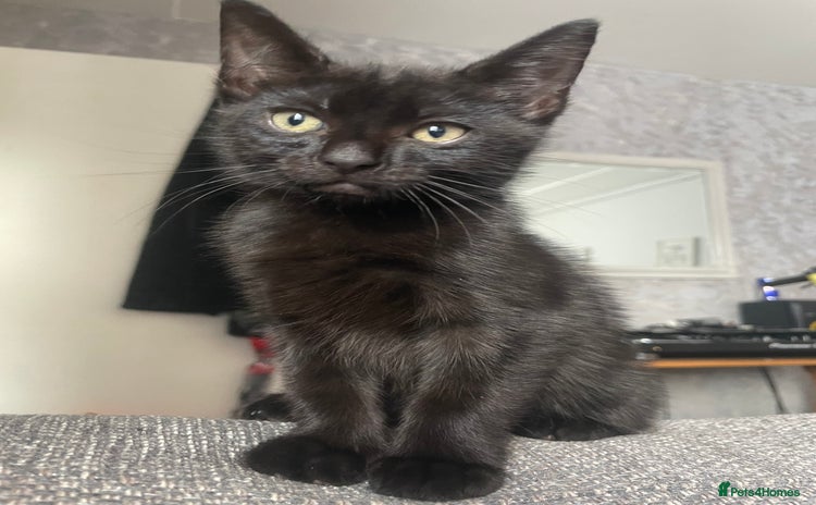 Mixed Breed cats - Advert 2